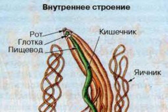 Пръстеновидни червеи: обща характеристика на вида
